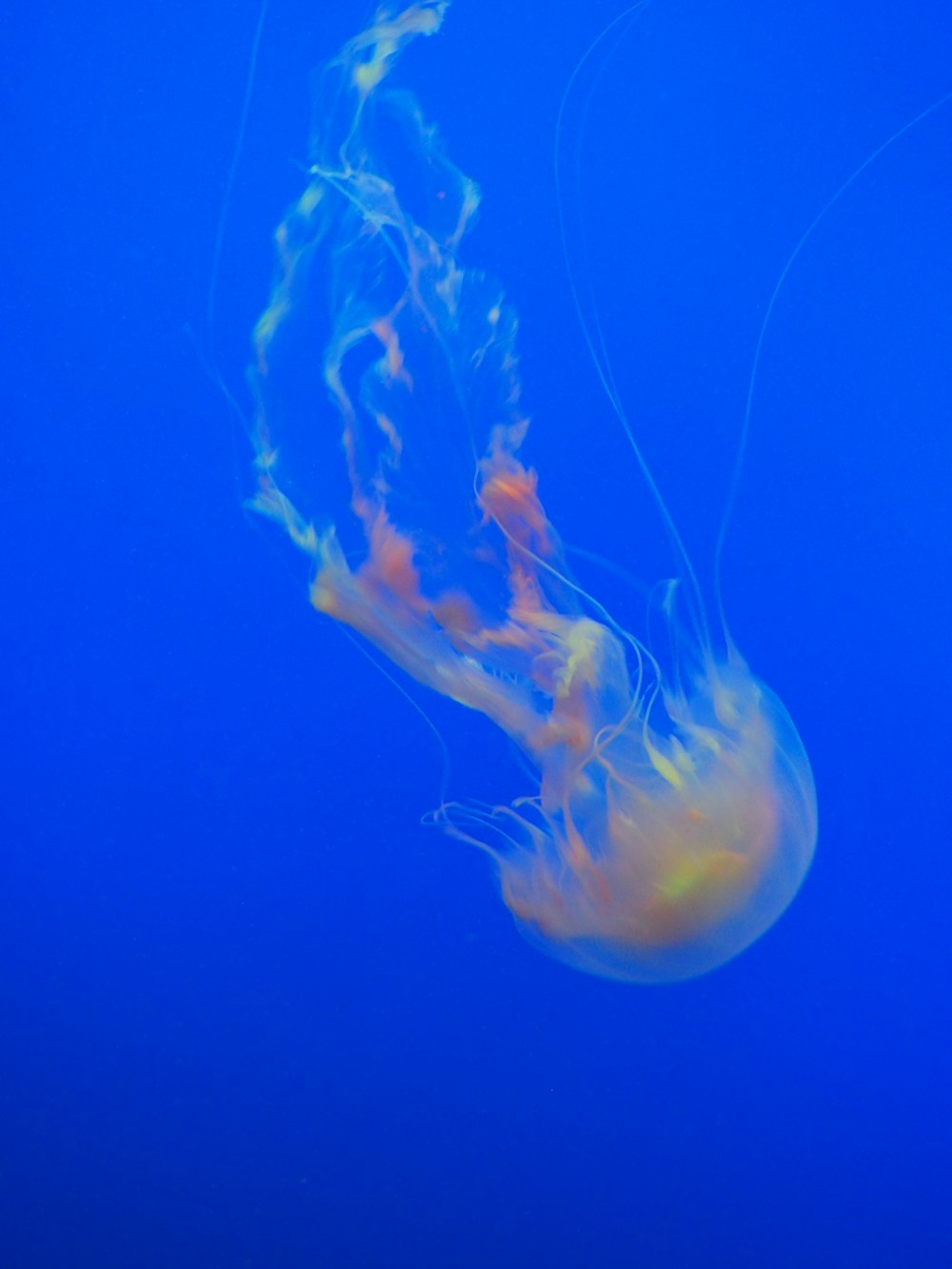 Znalezione obrazy dla zapytania meduza