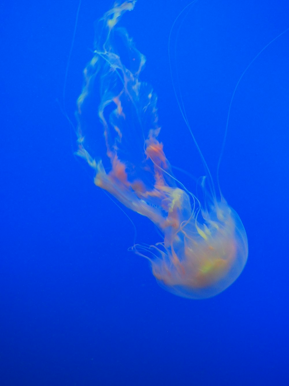 closeup photo of jellyfish