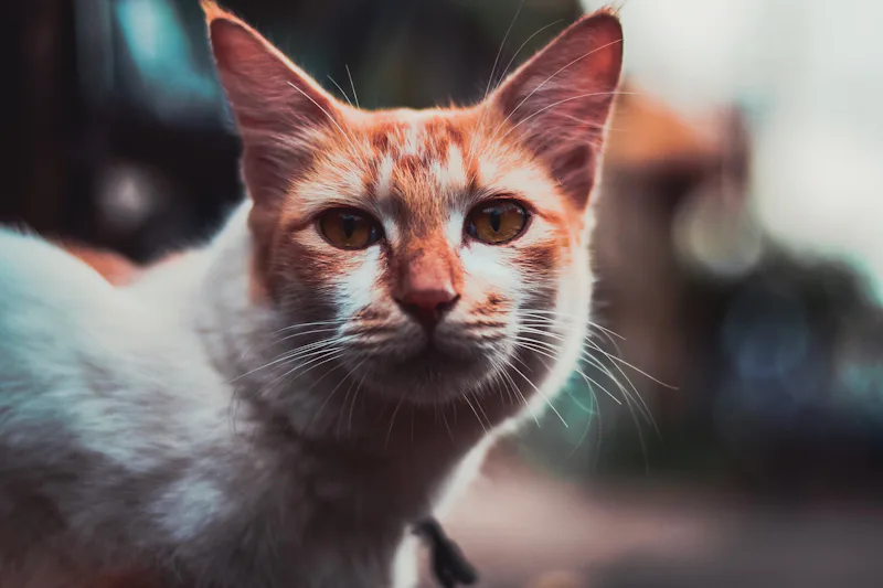 Orange tabby cat in forest light representing ThunderClan warrior cat names with woodland warrior cat name ideas