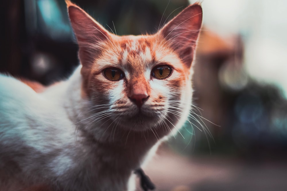 orange tabby cat