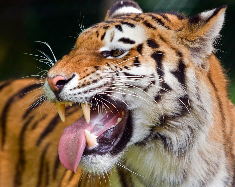 Fotografía de primer plano de tigre