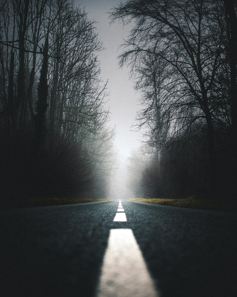 black concrete road between silhouette of trees