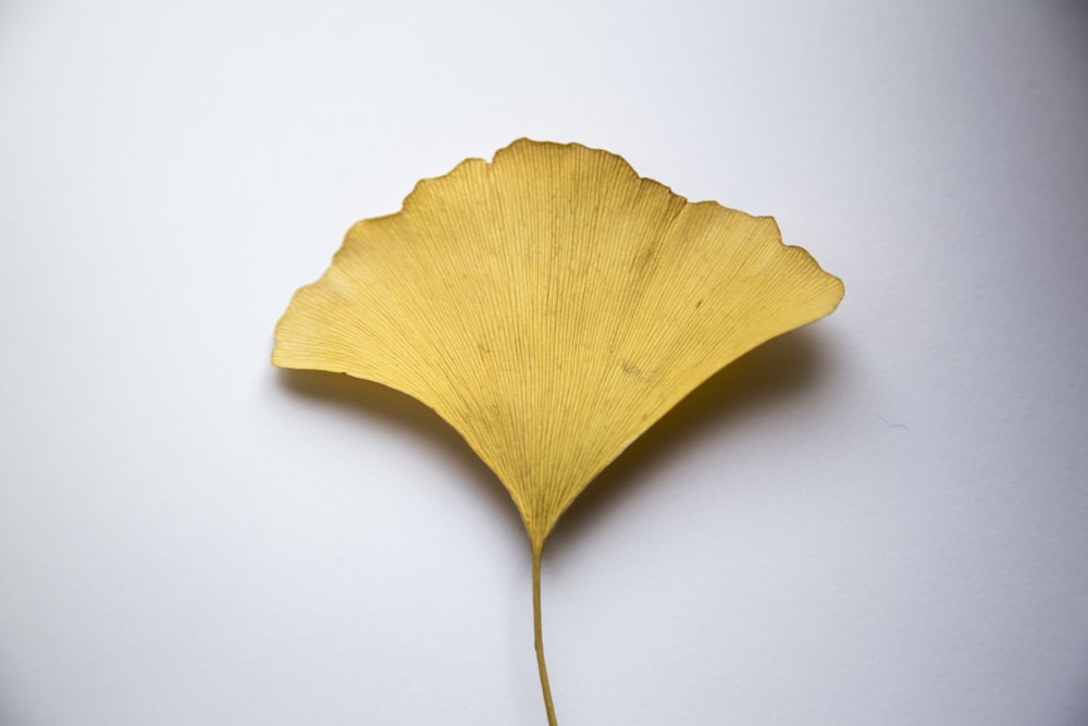 folha amarela na superfície branca