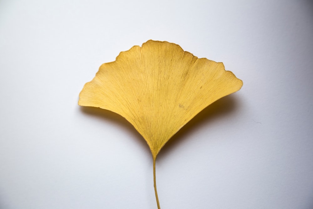 yellow leaf on white surface