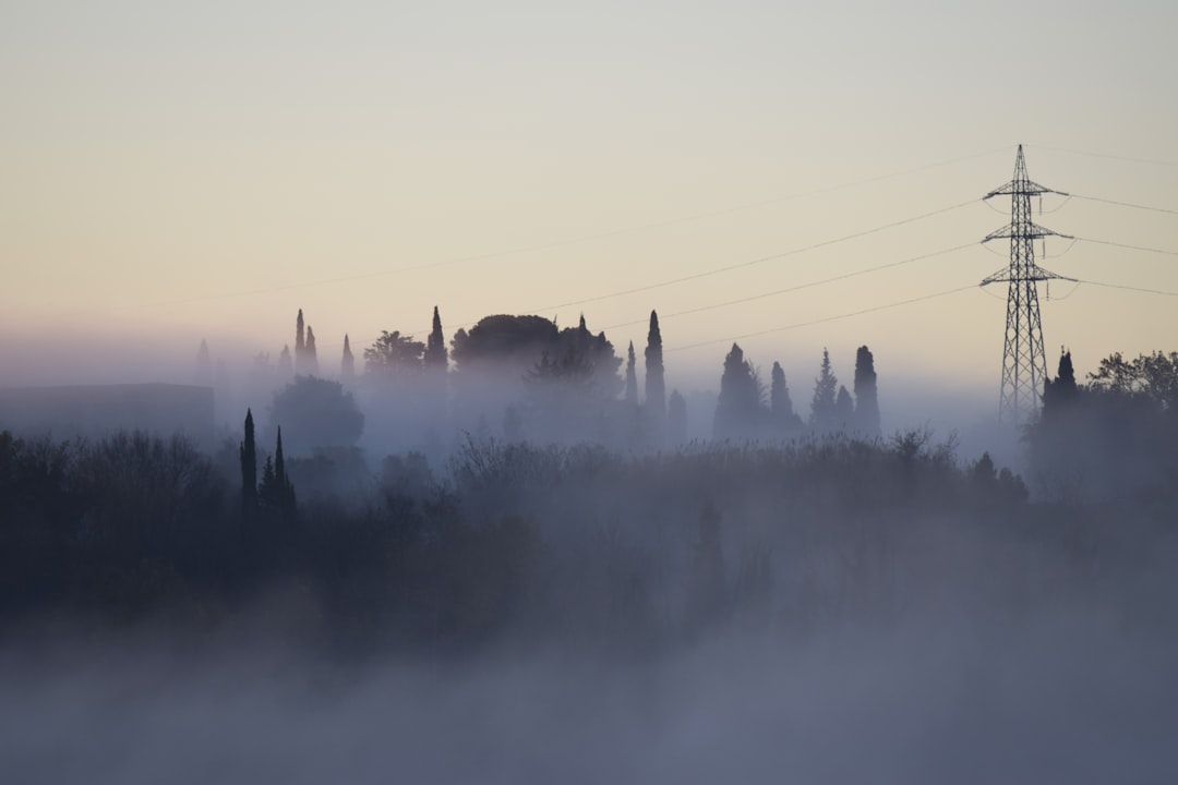 green trees covered with fog