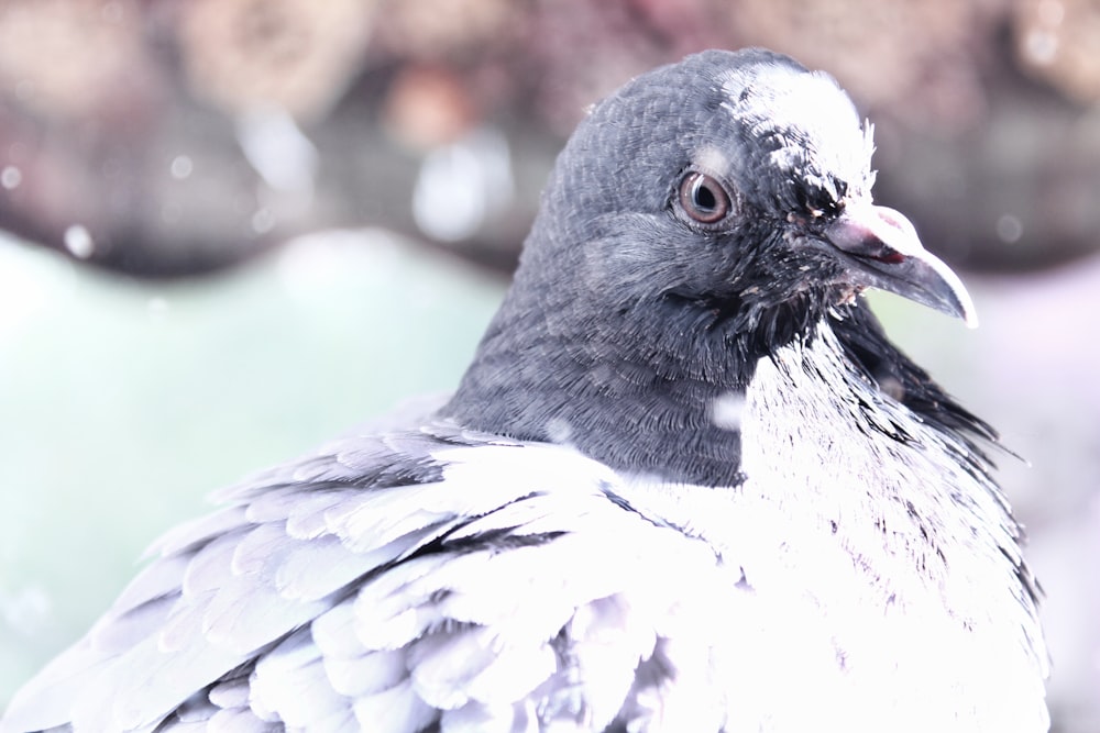 closeup photography of gray and white bird