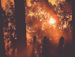 Photo of volunteers planting trees in Roraima, with the sun low on the horizon casting golden light.