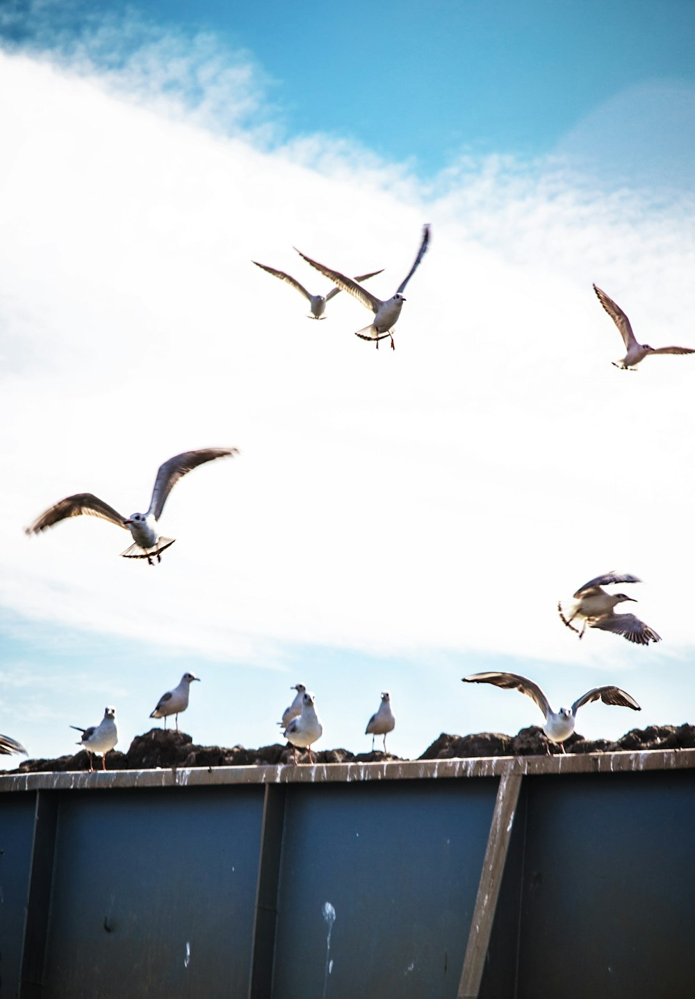 flying flock of birds