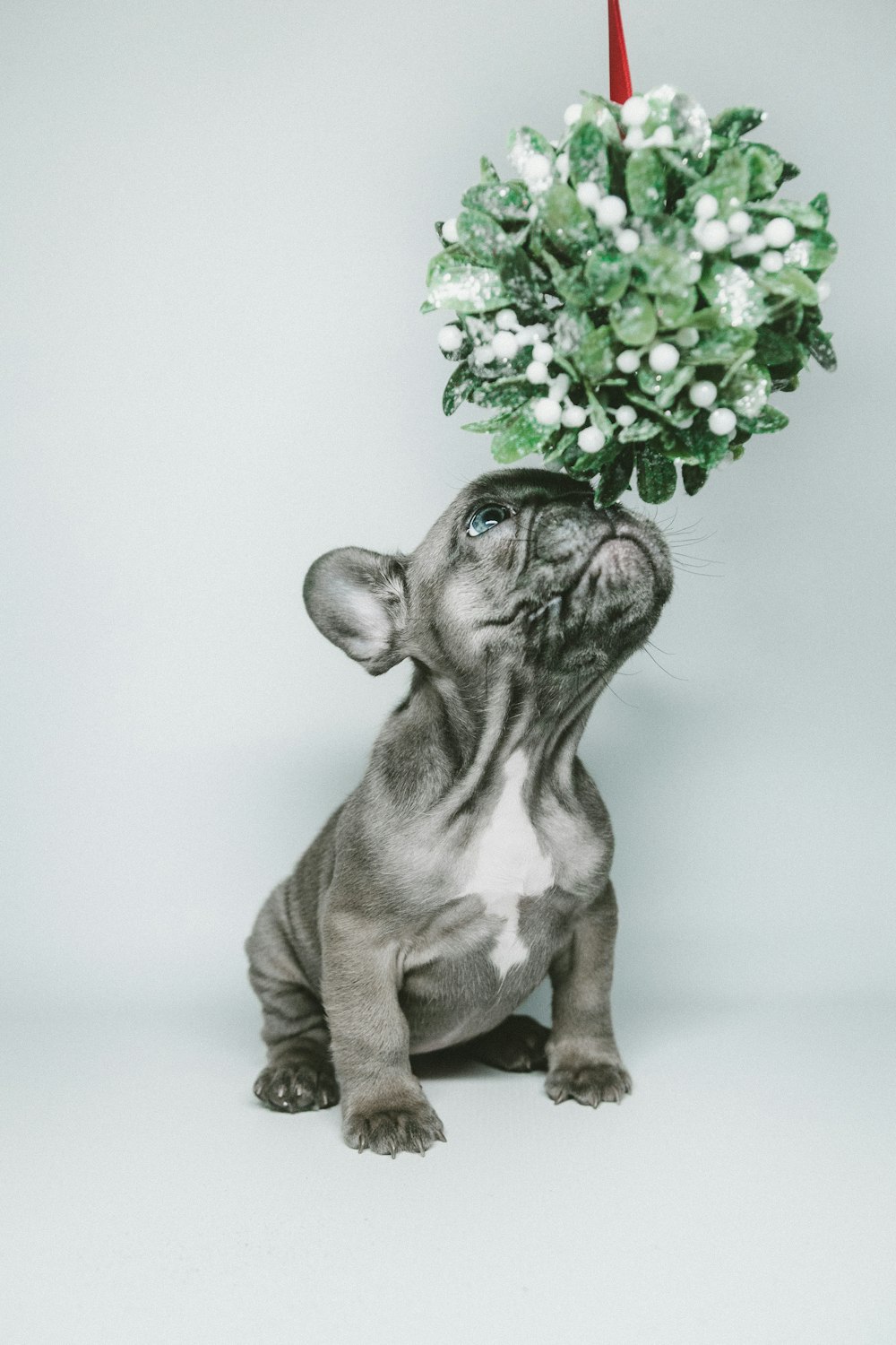 short-coated gray puppy smelling hanging flower