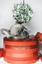 Brightly wrapped pet clothing parcel with a cute paw print sticker sitting on a doorstep.