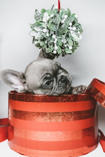 A small puppy peeks out from a red, glittery, striped gift box. Above the puppy, a festive green mistletoe decoration hangs. The overall composition suggests a holiday theme.