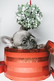 A small puppy peeks out from a red, glittery, striped gift box. Above the puppy, a festive green mistletoe decoration hangs. The overall composition suggests a holiday theme.