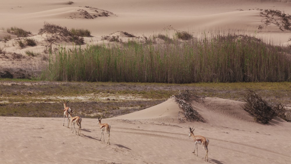 four animal walking towars the green trees painting