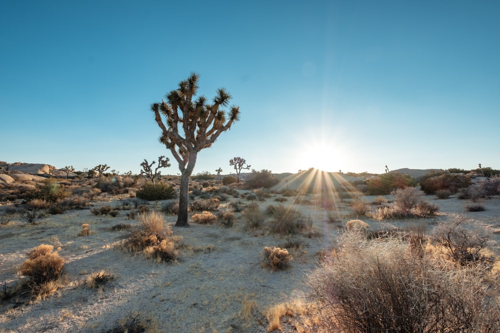 dry grass at daytime in an open field