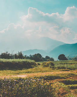 A serene view of the lush green hills surrounding Siliana, dotted with wildflowers in bloom.