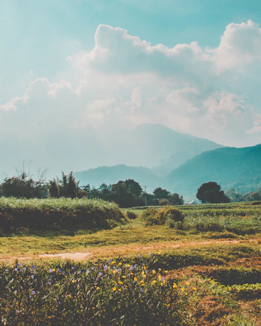 A serene view of the lush green hills surrounding Siliana, dotted with wildflowers in bloom.