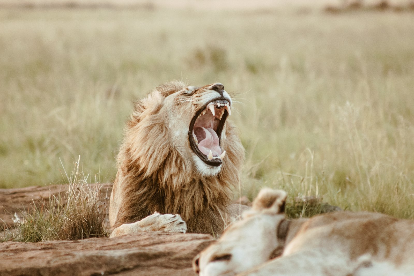 Canon EF 75-300mm f/4-5.6 USM sample photo. Roaring lion on field photography