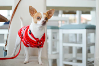 A happy dog wearing a colorful handmade sweater sitting on a cozy chair indoors.