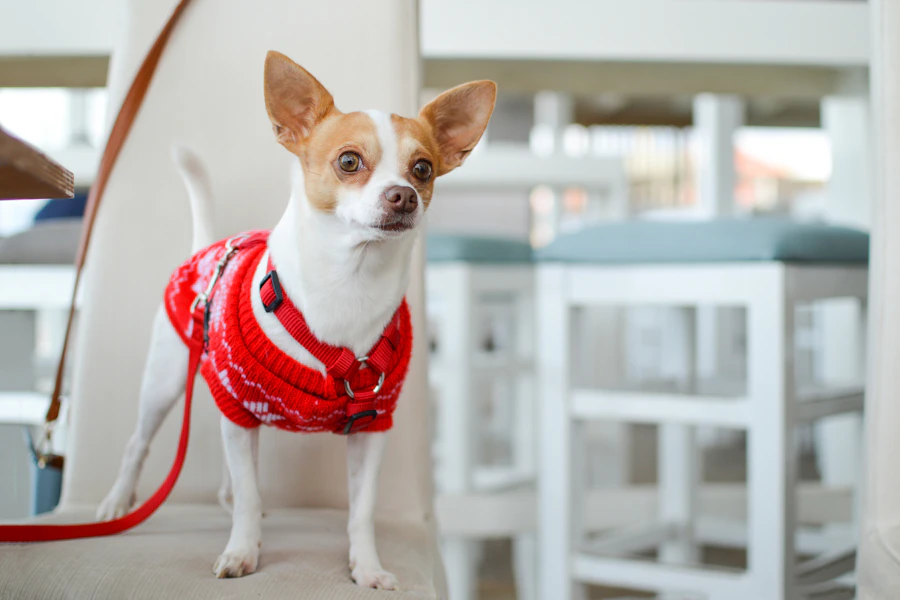 Chihuahua blanco con arnés y ropa roja
