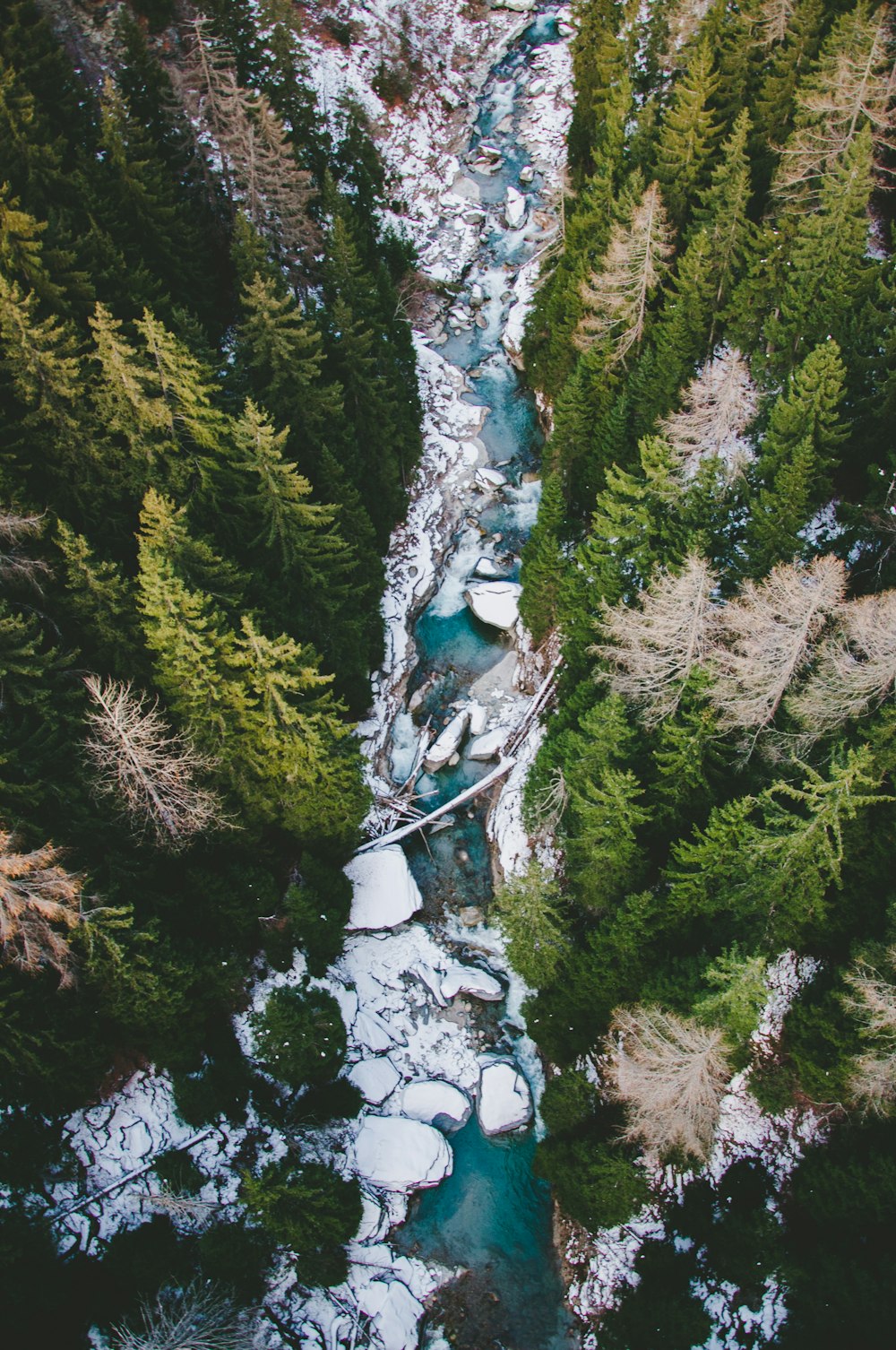 Fotografía aérea de un cuerpo de agua entre pinos