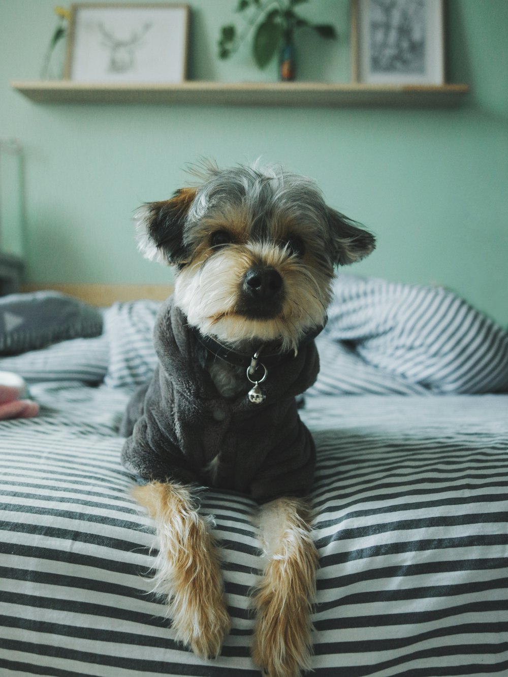 dog on top of bed