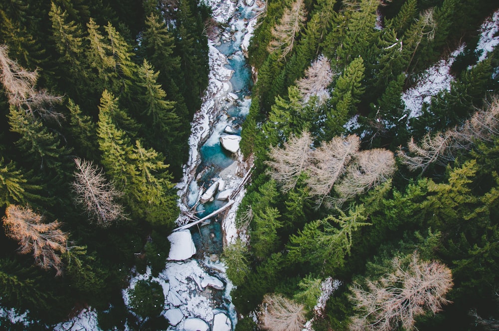 green pine trees in aerial photography