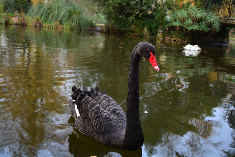 a new pond