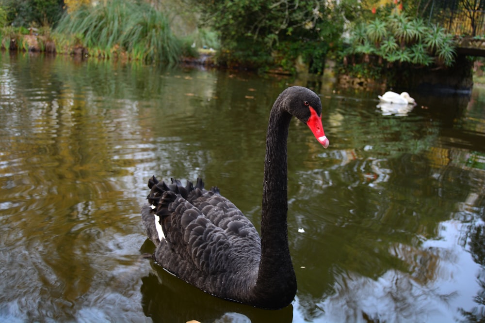 black swan on water