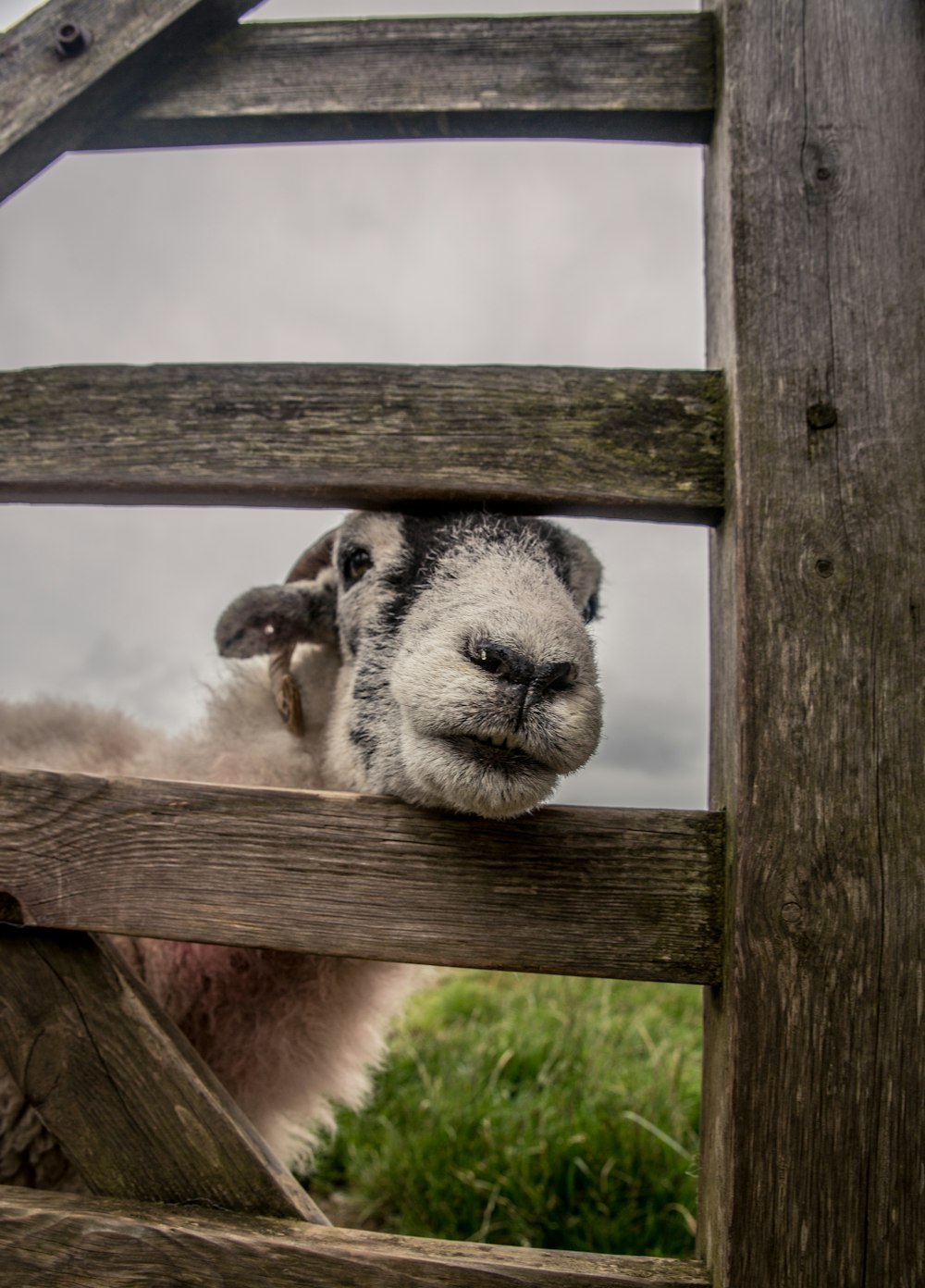 white ram near fence