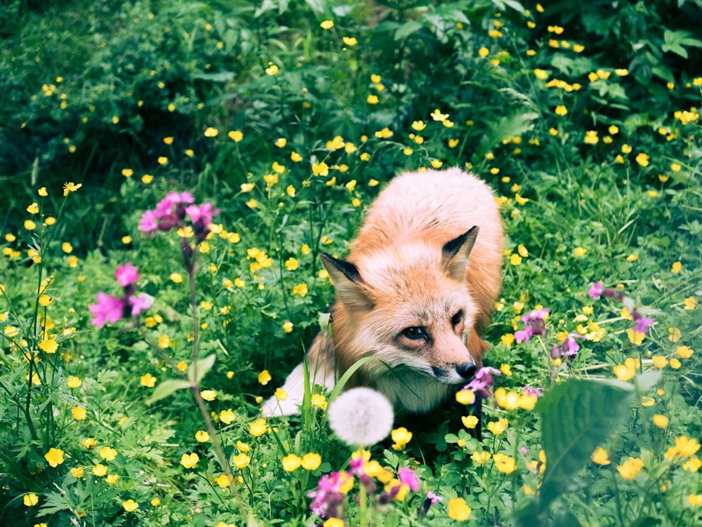 brown fox in the middle of flowers