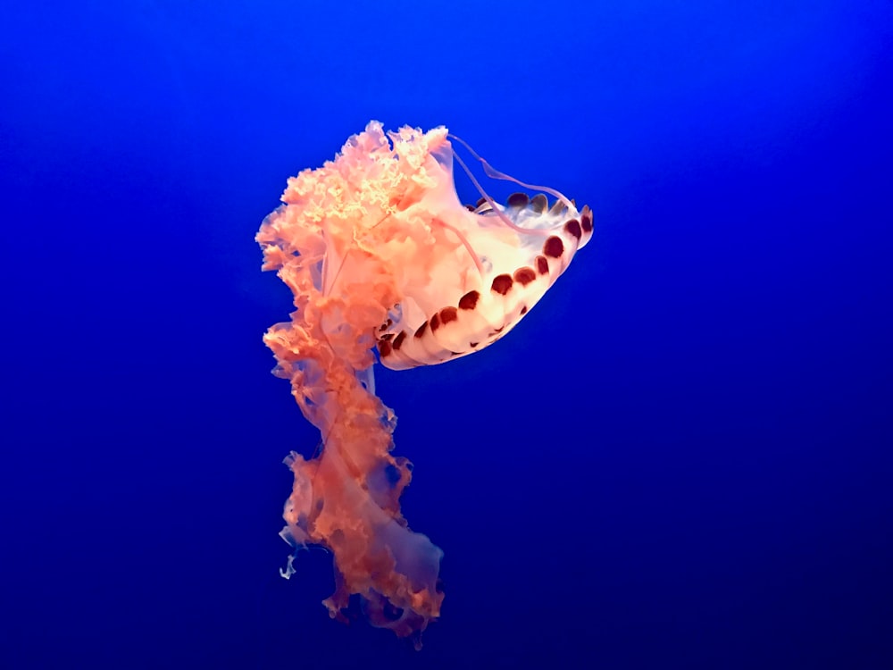 Medusas rosadas y blancas nadando