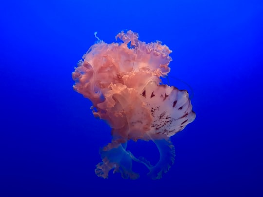 jelly fish on sea in Monterey Bay Aquarium United States