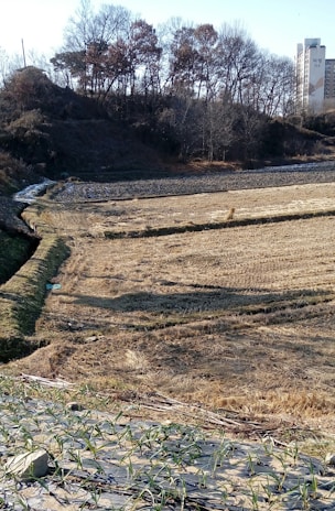 A rural landscape featuring a harvested field with rows of dried crops. In the foreground, young green plants are growing in neatly arranged rows. A hill covered with leafless trees is visible in the background, and a tall building is situated to the right.