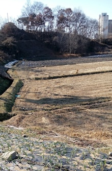 A rural landscape featuring a harvested field with rows of dried crops. In the foreground, young green plants are growing in neatly arranged rows. A hill covered with leafless trees is visible in the background, and a tall building is situated to the right.