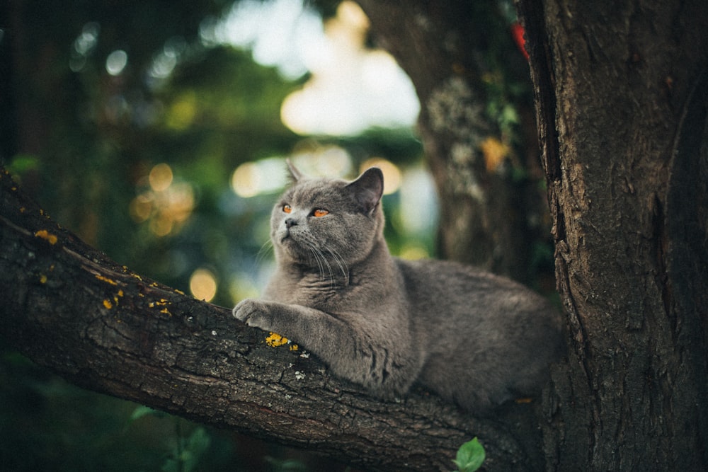 gray cat on top of tree branch
