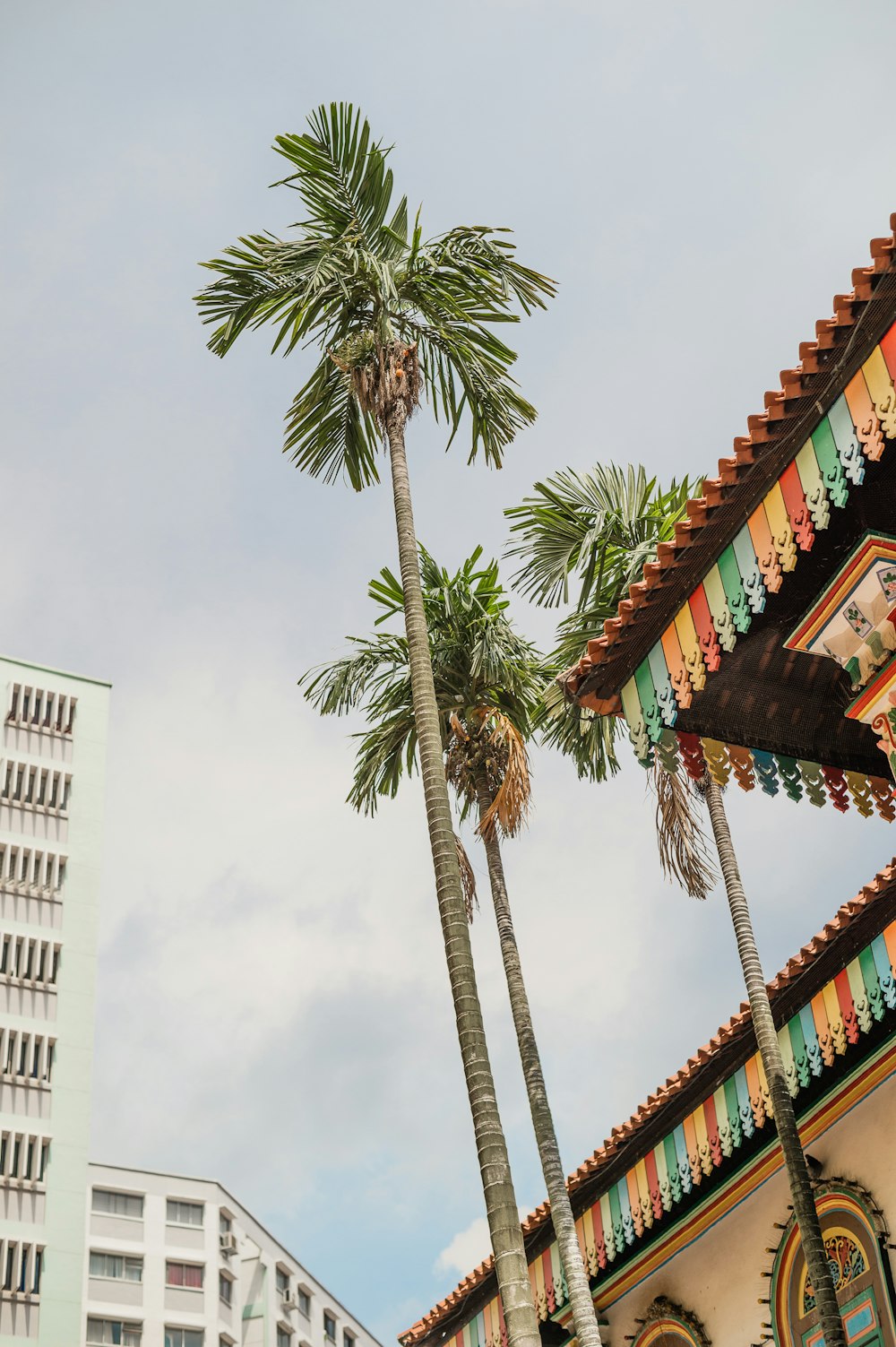 Tres árboles cerca del edificio