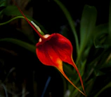 Bright orange Phalaenopsis orchid glowing against green leaves.