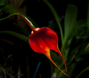 Bright orange Phalaenopsis orchid glowing against green leaves.