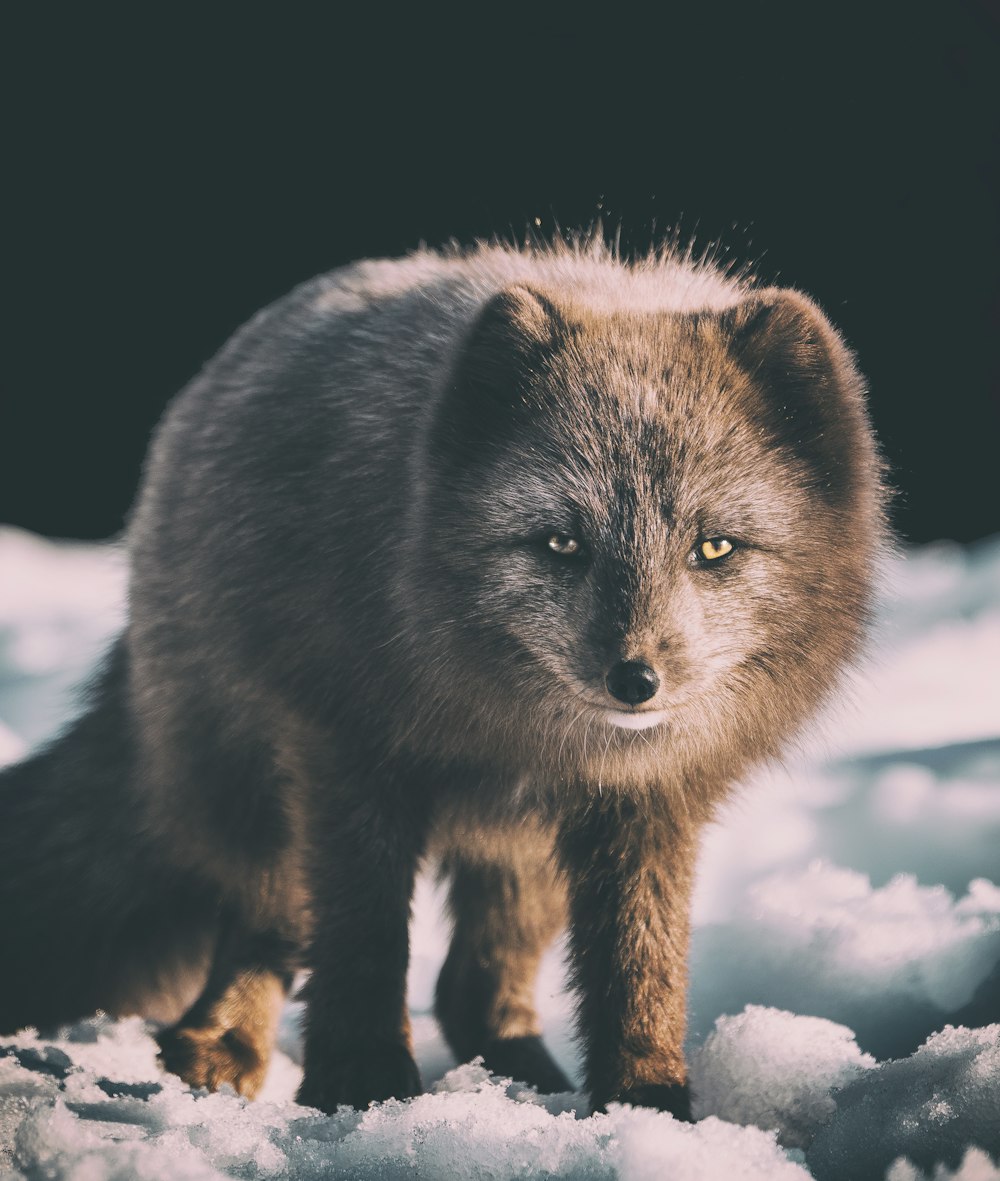 Fotografia de foco de raposa cinza na neve