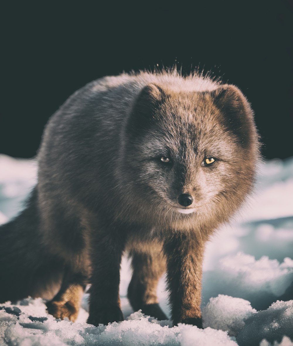 Fokusfotografie von Graufuchs auf Schnee