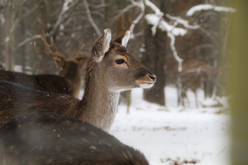 selective focus photography of calf deer on snow field