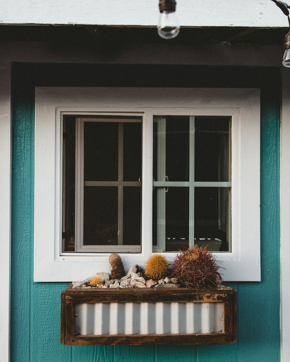Planta de cactus amarilla al lado de la ventana cerrada