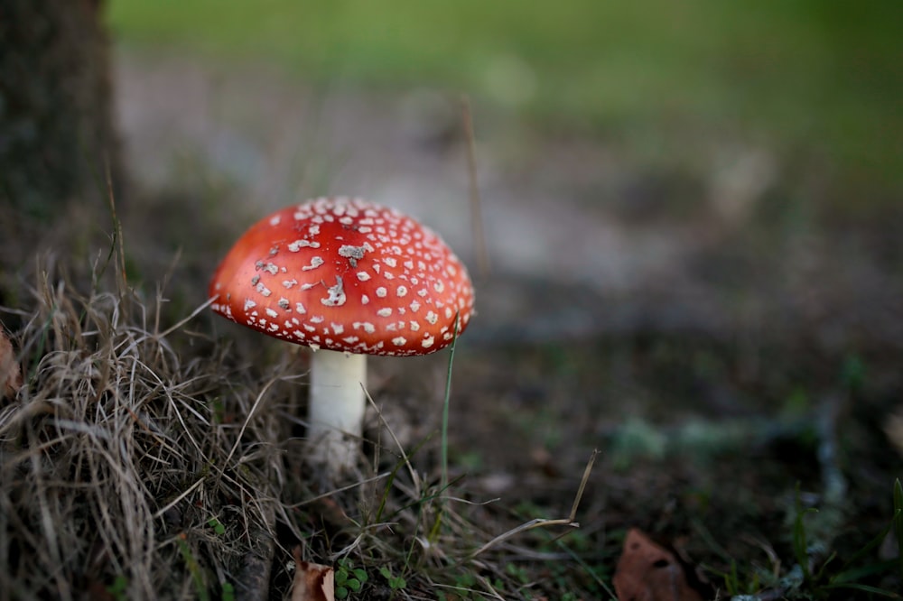 fotografia macro de cogumelo vermelho
