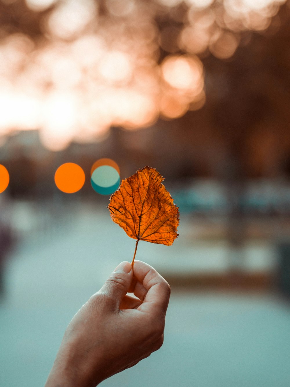 person holding brown leaf