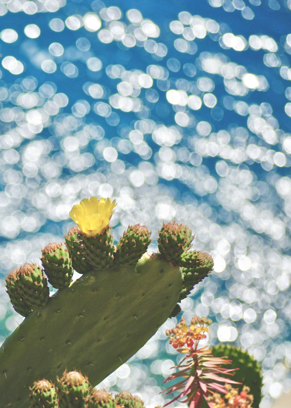 green cactus in bokeh photography