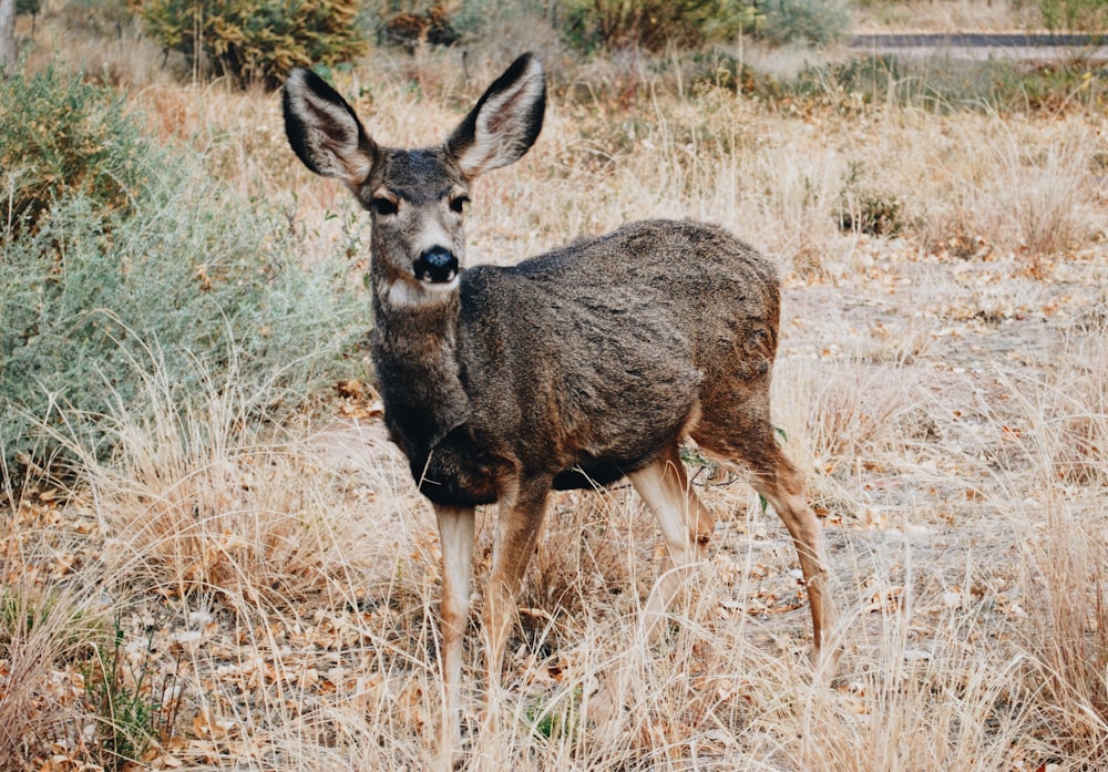 brown deer on grass at daytime