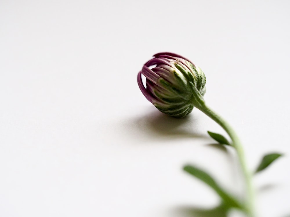 purple flower with green leaves