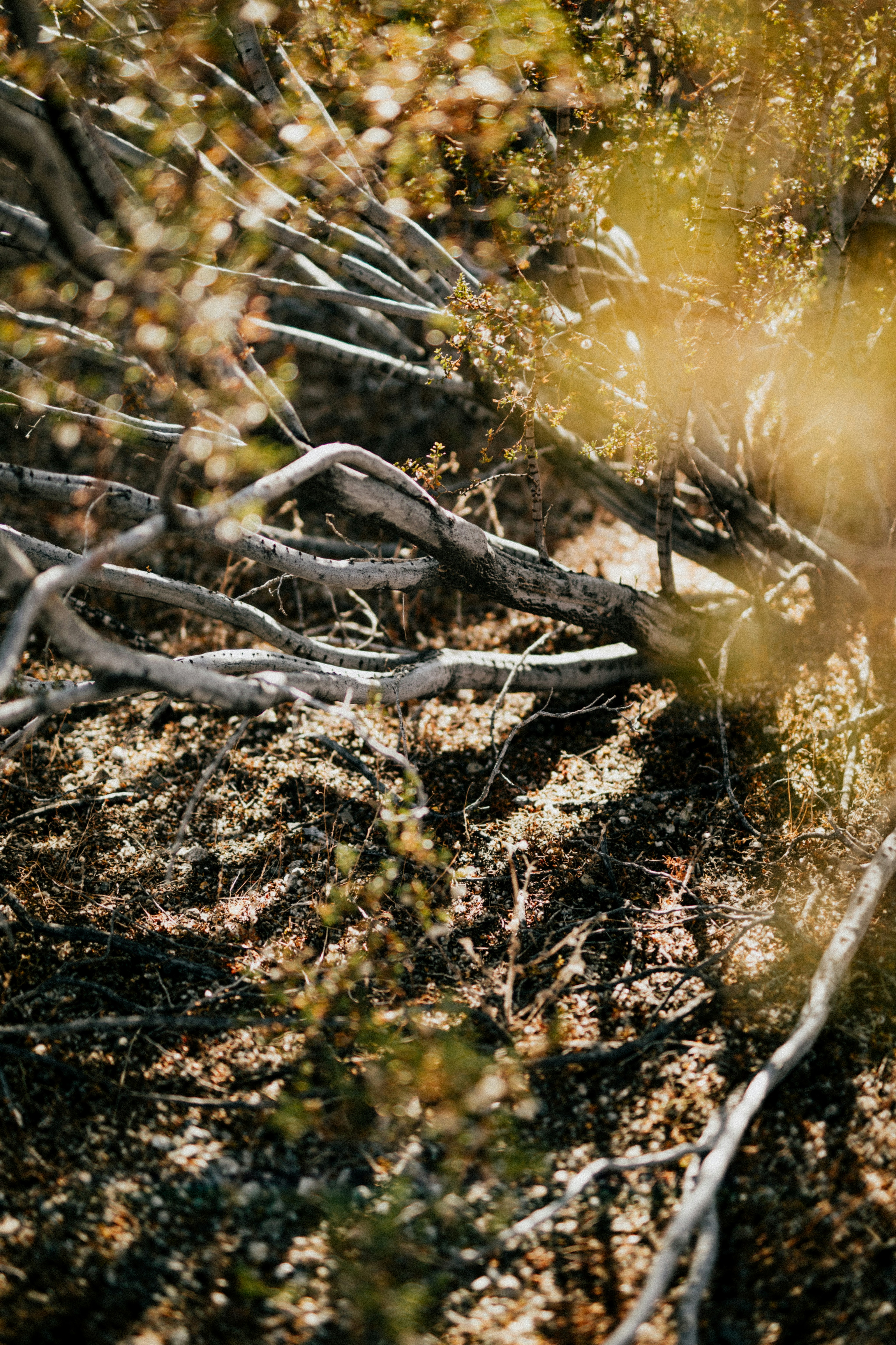 Photo by nate_dumlao