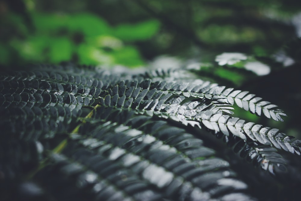 selective focus photography of green leafed plant