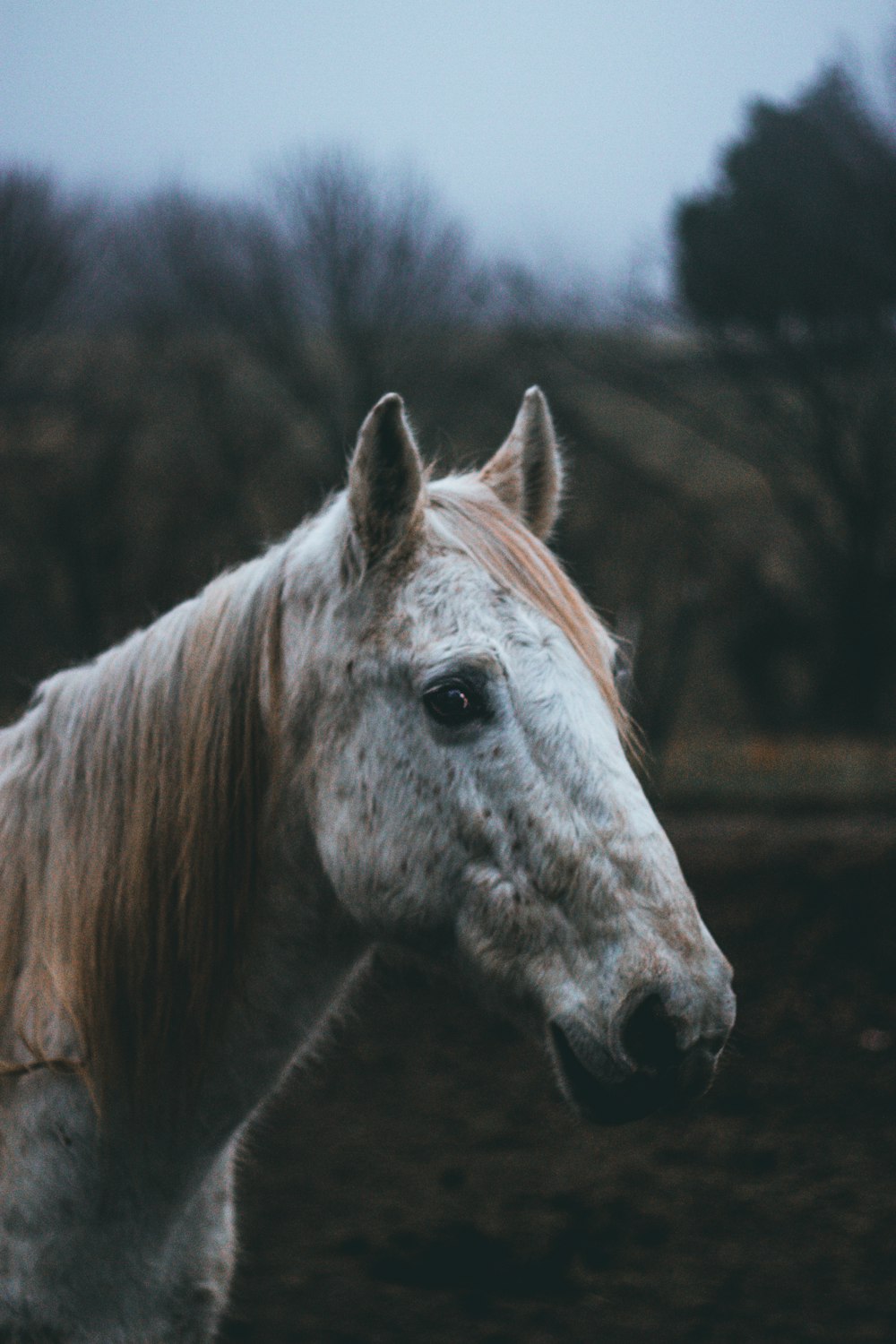 brown and white horse